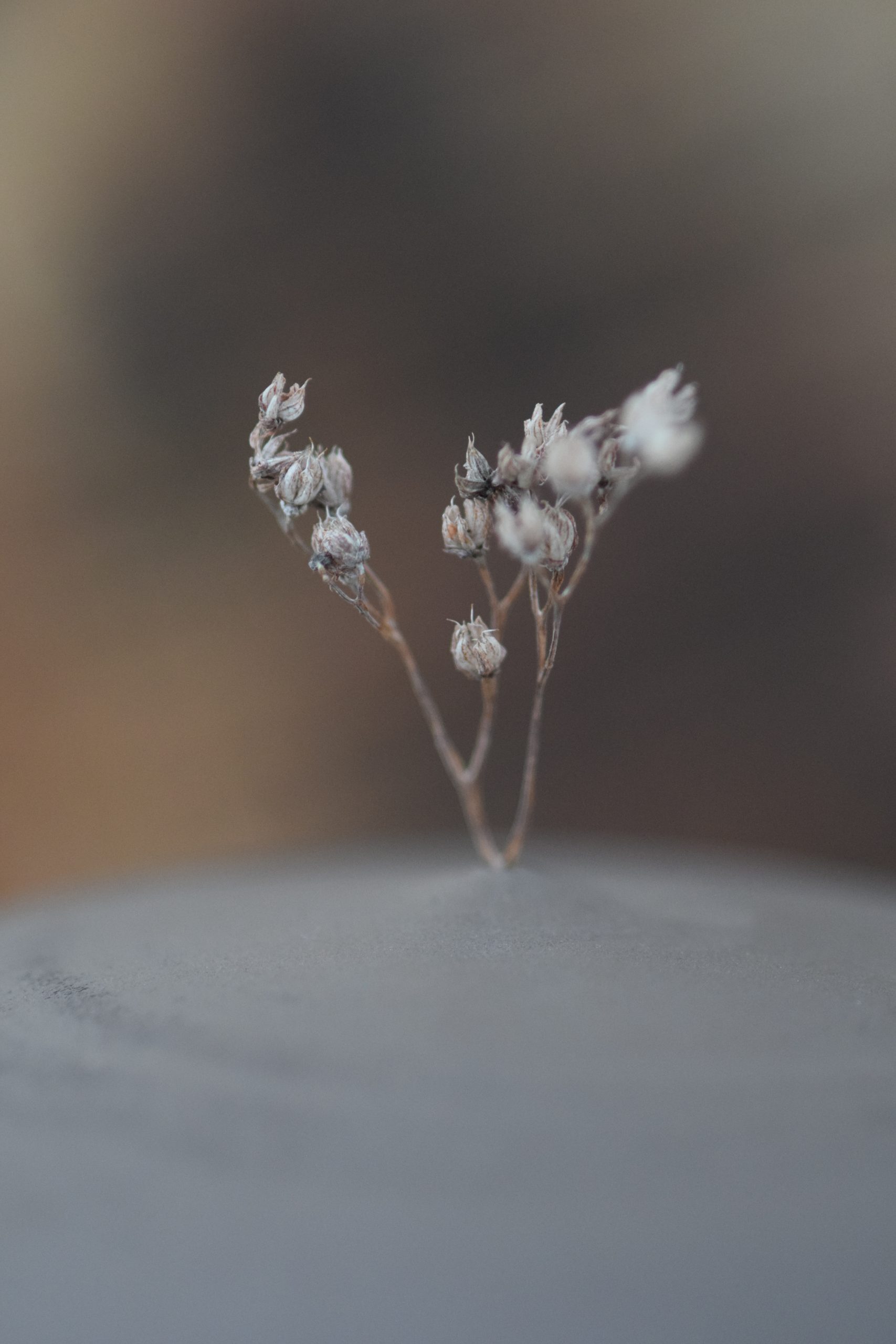 GLOMI · Collection - Imagen 6